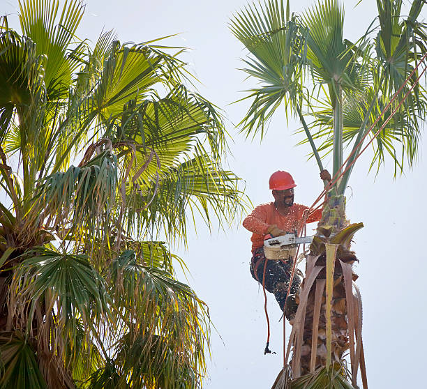 Best Palm Tree Trimming  in Rutgers University Livingston Campus, NJ